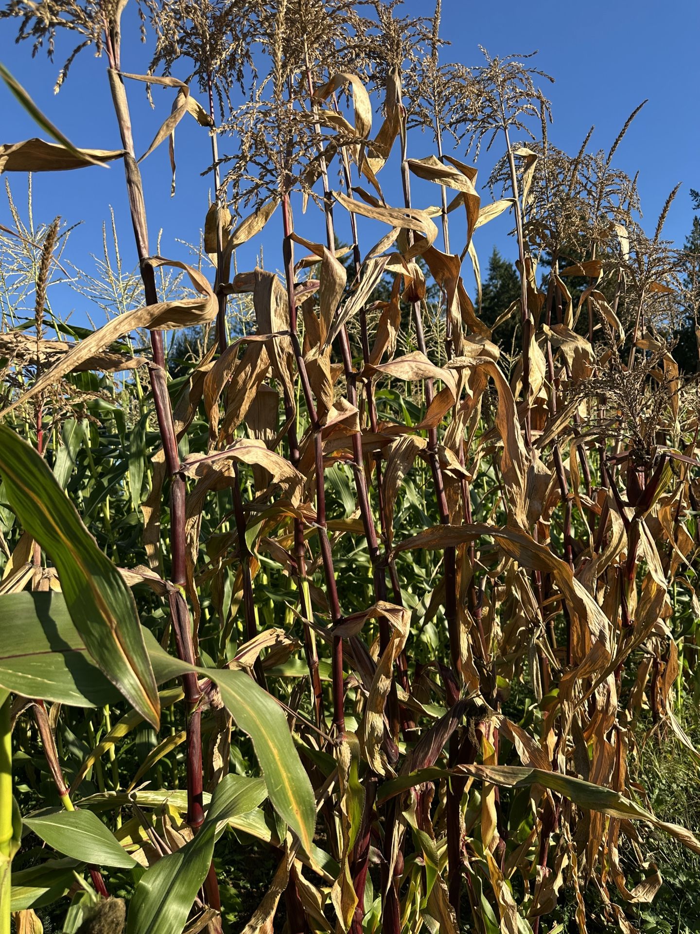 CORN STALKS - RED stalks, BROWN stalks, GREEN Stalks