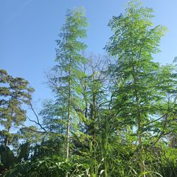 Fresh Moringa Leaves
On Sale For Only
$4 a pound min 5 pounds