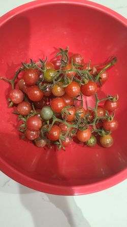 Everglades Tomatoes 10 Pc. Thumbnail