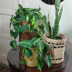 Pothos Plants