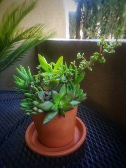 Succulent Arrangement