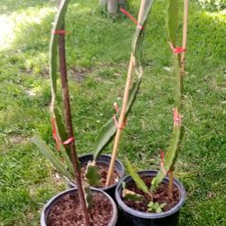 3 plantas de dragon a $14 cada una