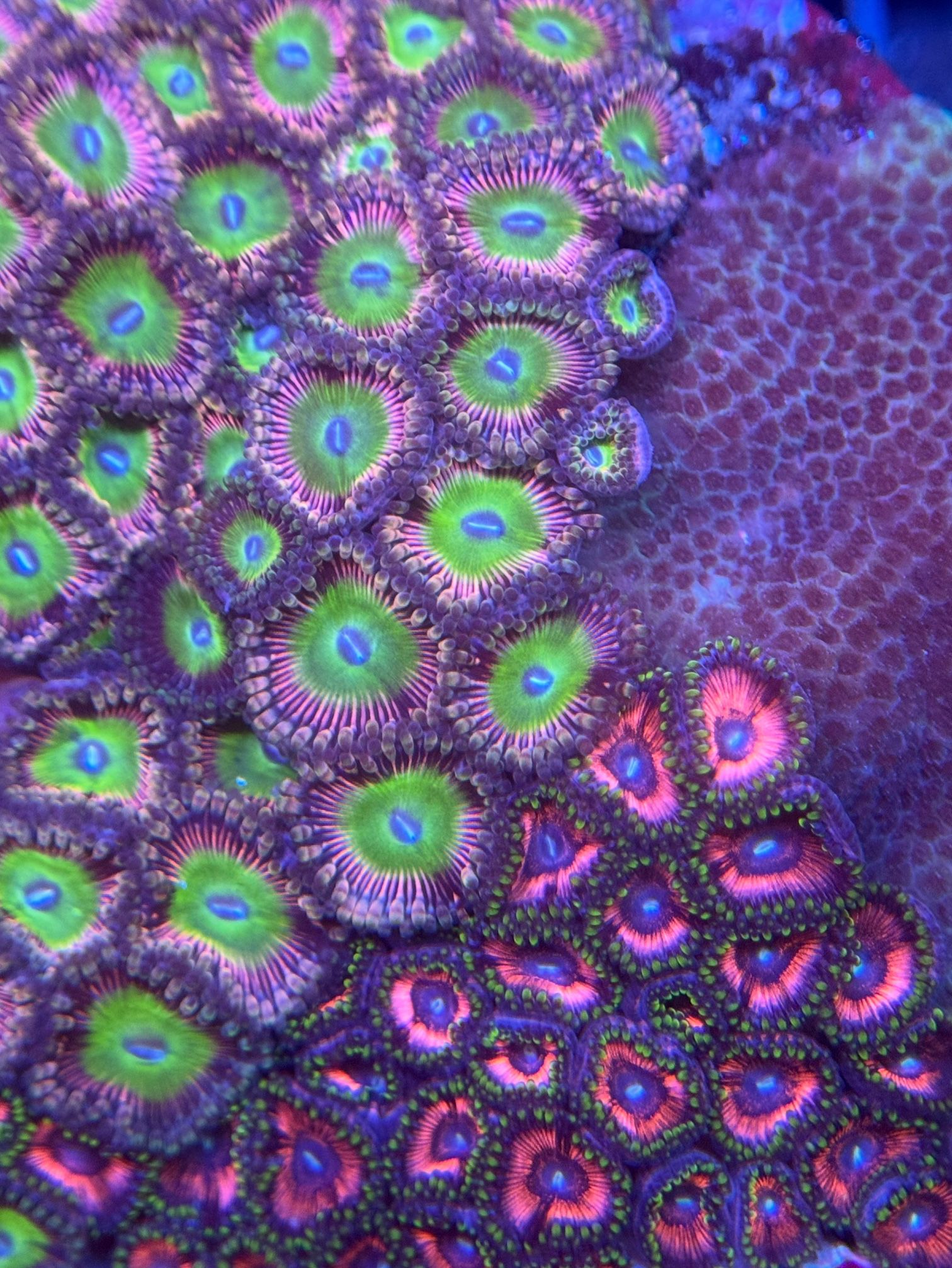 Fake Multi polyp Zoanthid Rock