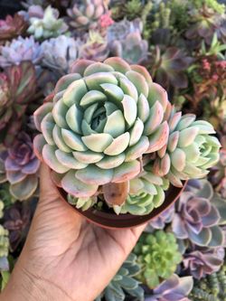 Succulents 4”