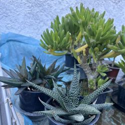 Small Succulents $3 Each 