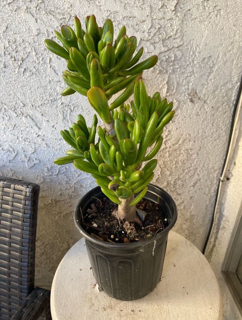 1 Gallon Pot Succulent Plant - Crassula Ovata - Gollum ET's Fingers Jade - Rooted & Established - Drought Resistant 🪴