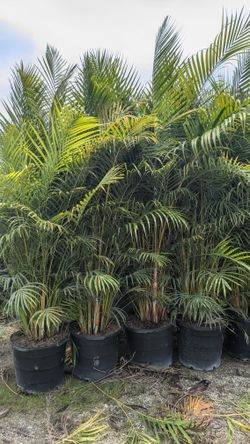 Huge arecas about 7 feet Tall Privacy Isolate Your Home From Noisy Neighbors