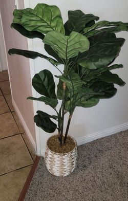 House Plant