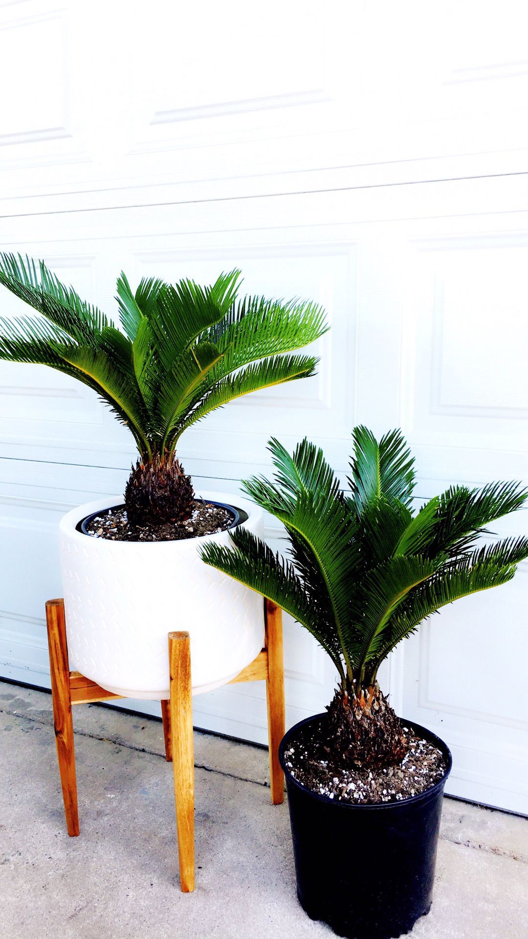 PLANT only - PLANTER IS NOT INCLUDED - SAGO PALM - Short and Solf Leaves - Good for Bonsai or Home Decorative Plant - $20 each - 6 available