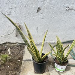 Lengua De Suegra Limpia Energías 