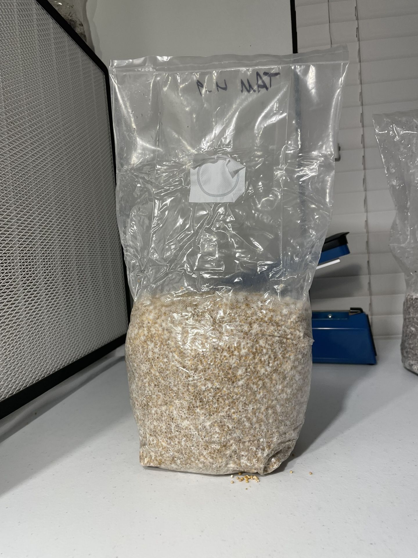 Colonized Grain Spawn Bag