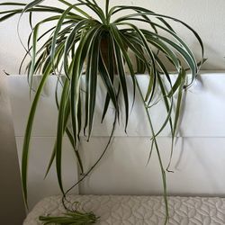 Spider Plant
