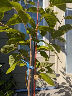 The tree Organic Persimmon.