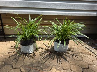 Monkey Grass/ Perennial