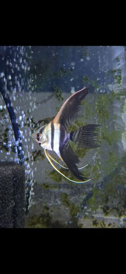 Tuxedo Veiltail Angel  (2x)
