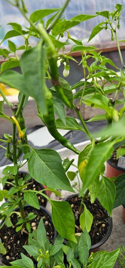 Plant sale