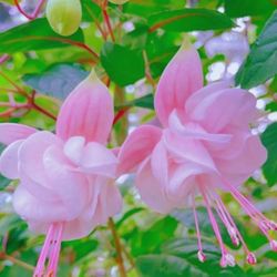 Beautiful Pink Fuchsia Plants In Big Basket