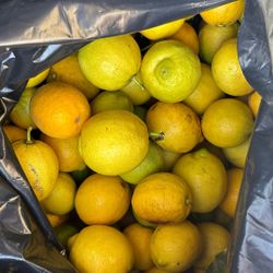 Fresh lemons for sale $.50 a lemon