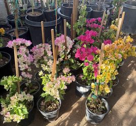 Guvanbilias In One Gallón 2F The Tall $20 Each Price Firm