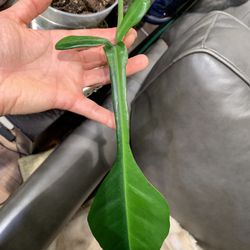 Philodendron Jeopii Greed On Green Variegated