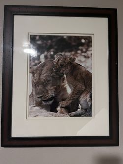 Nursery Decor/Animal photos 
