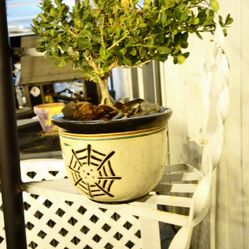 Japanese Boxwood Bonsai Tree 