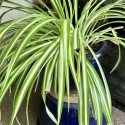 Glazed Deep Blue Ceramic Pots (2) Spider Plant Included.             