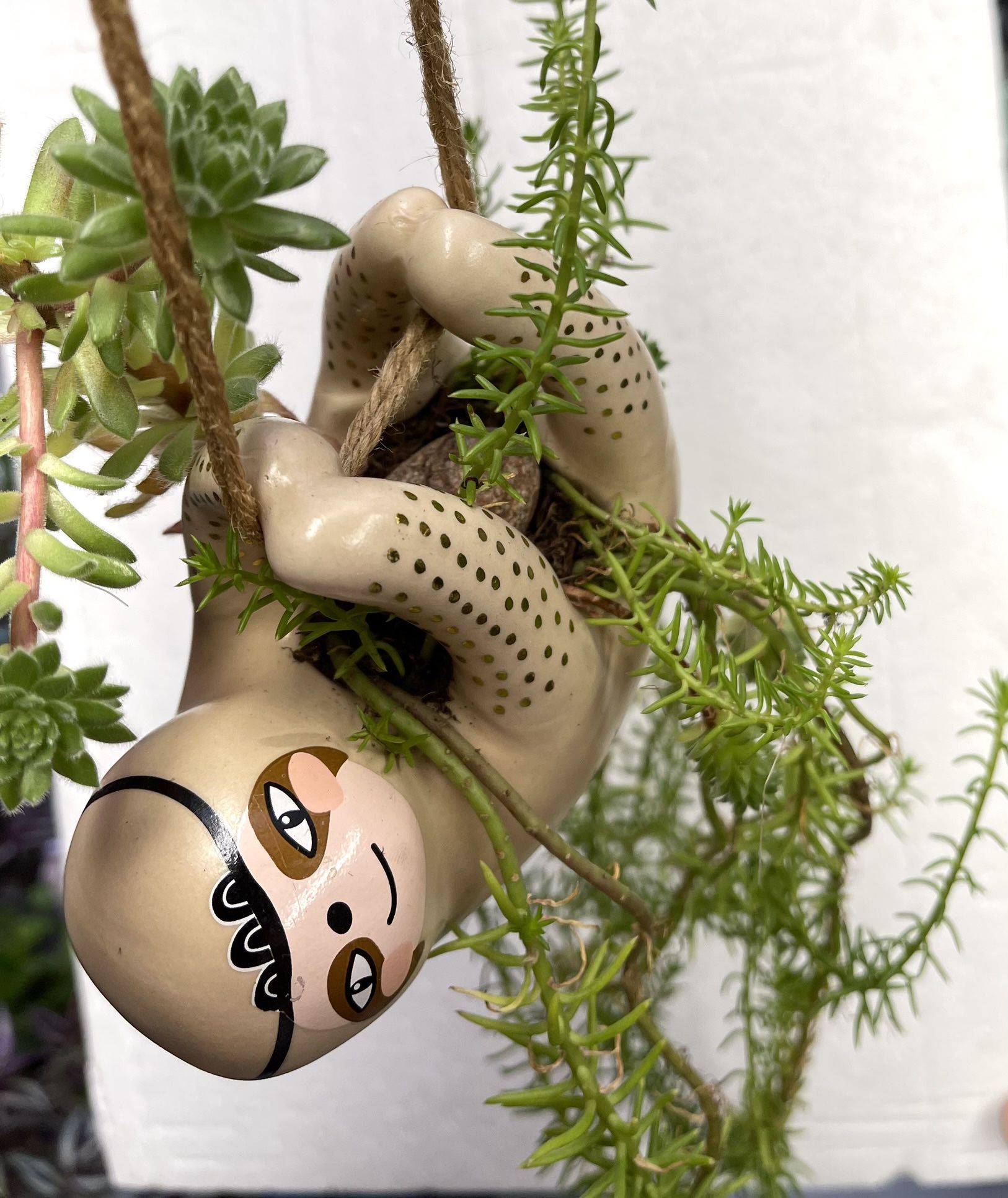 Succulents In Cute Hanging Pot 4"x 5".