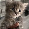 Mimi