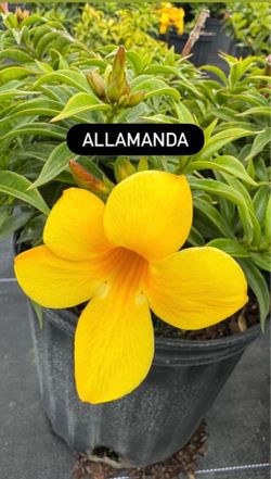 💛 Allamanda Bush