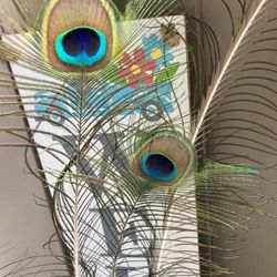3 xl Peacoc Feathers 