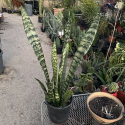 Snake plant
