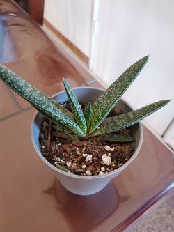 Gasteria lime green shown