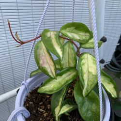 Hoya Crimson Princess