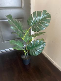 Fake ficus plant