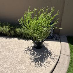 Firestick Plant