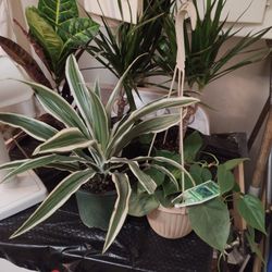 House And Office Plants !