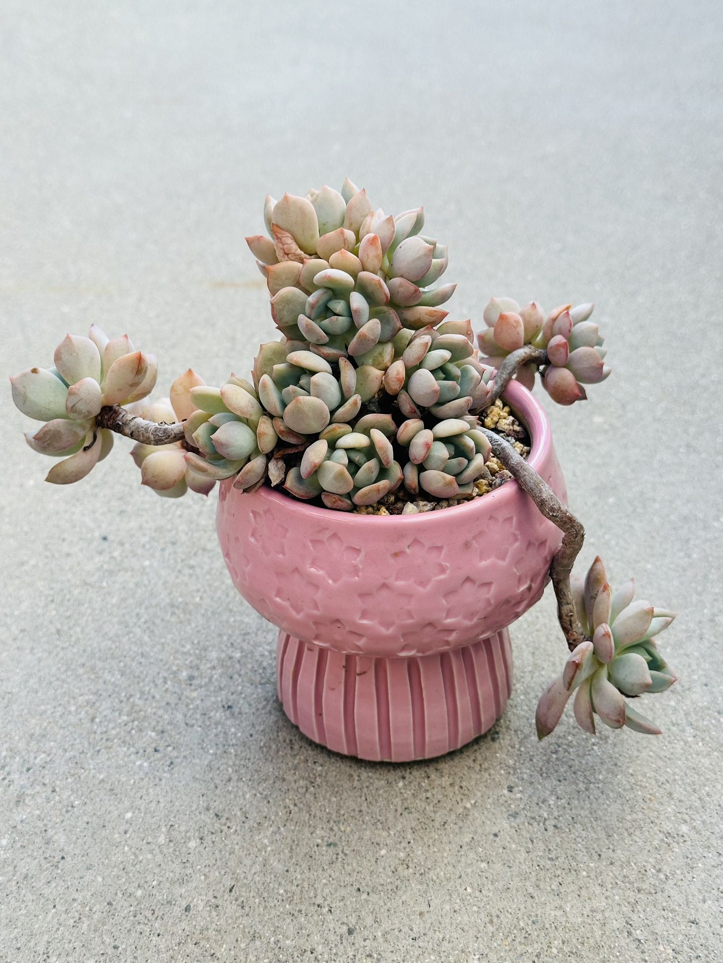 Succulents plants 🪴