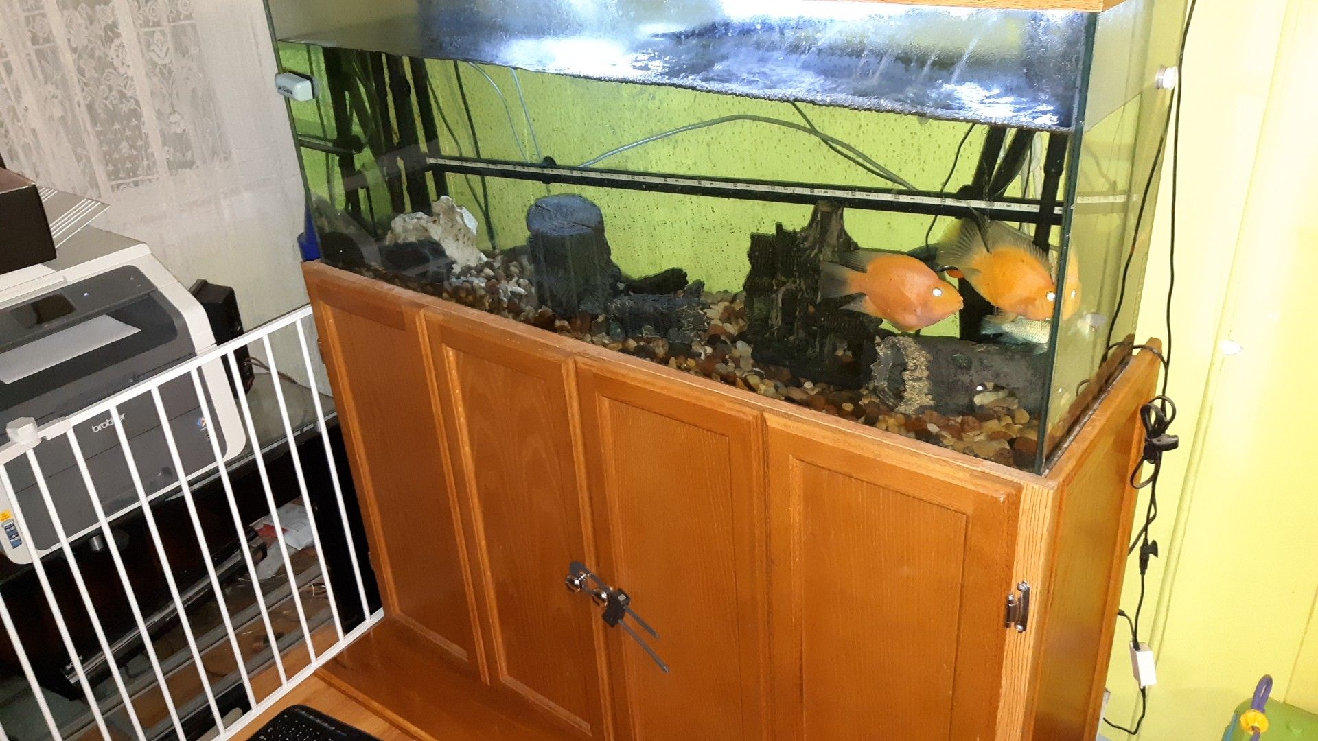55 gallon Fish tank