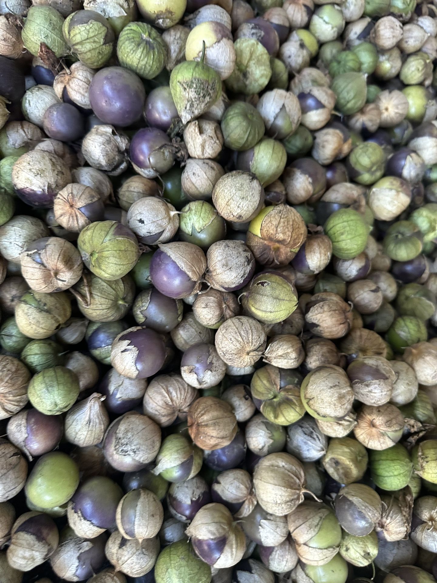 fresh/fresco TOMATILLOS