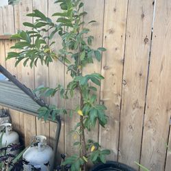 Guava Tree 