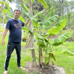 Lady Finger Banana Plant $35, $30 , $40 Depending On Size 