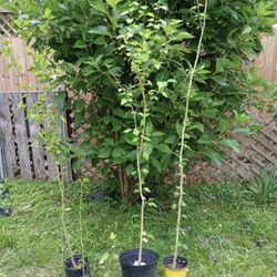 Huge Perennial & Pond Plant Sale Buy One Get One 50% Off