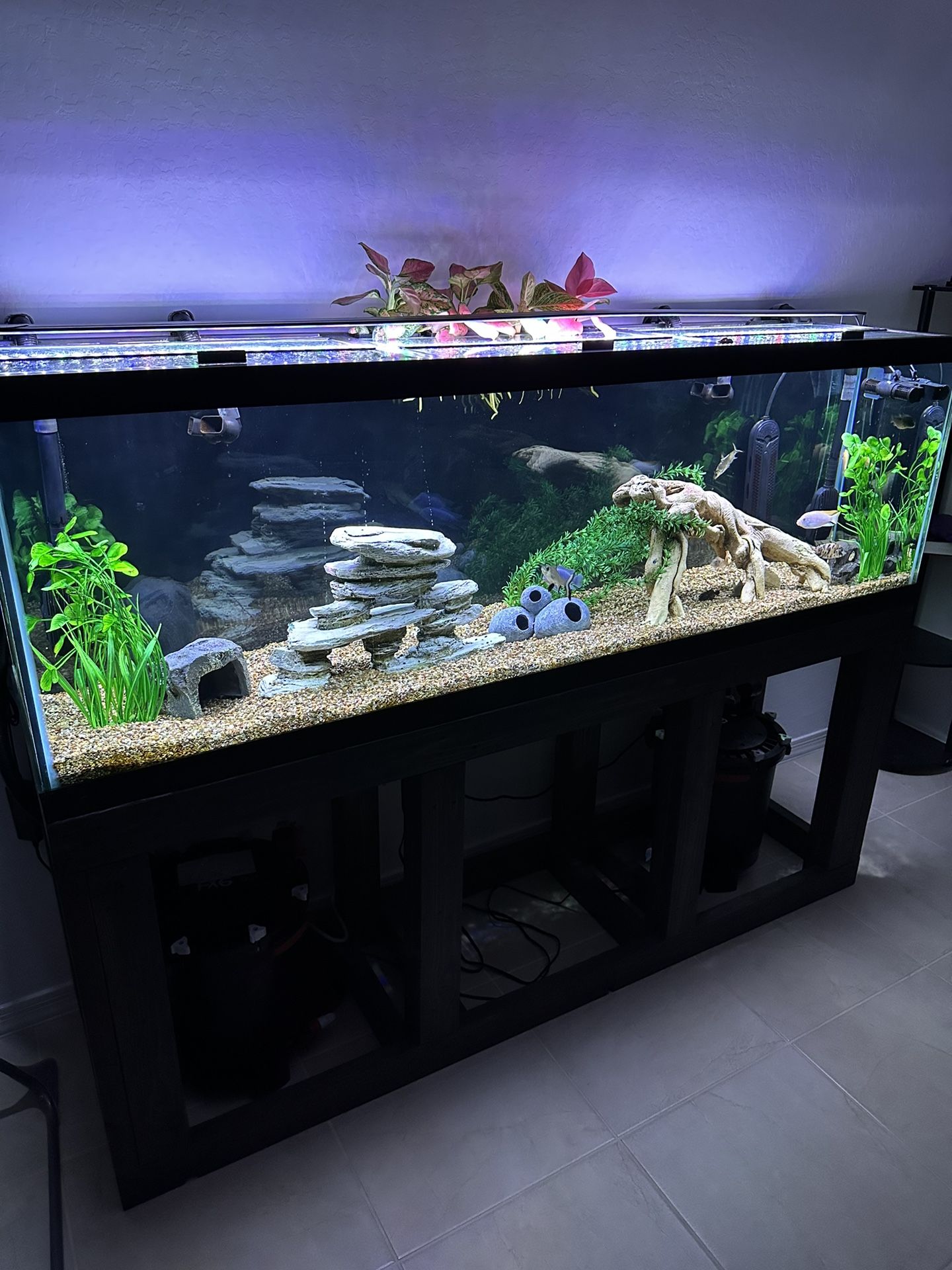 125 Gallon Aquarium