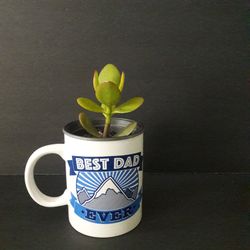 Father's Day Gift. Cactus or Succulent in Cup.