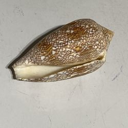 Conus Textile Shell  - Seashell