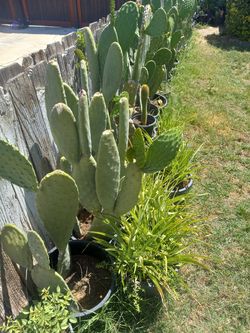 Nopal in pot