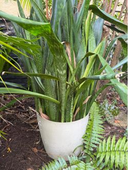 Mother in law tongues in 2 pots