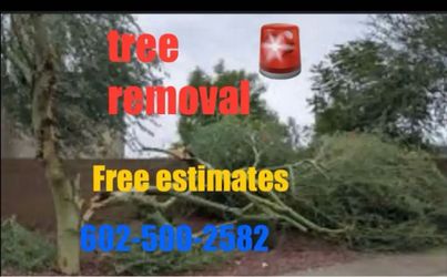 Tree rremaval