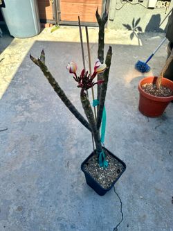 Peach Glow Shell Plumeria –